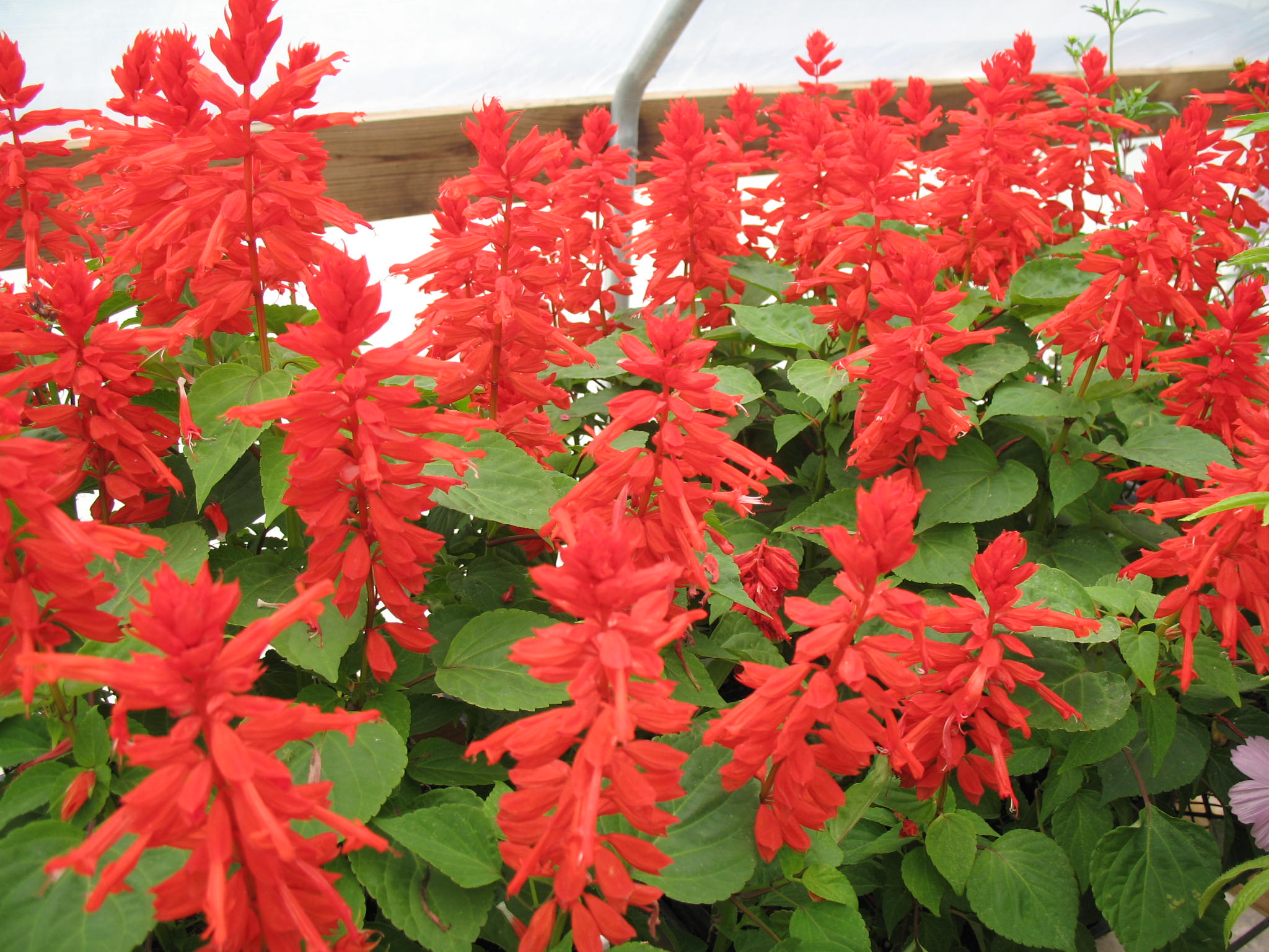 мелкие красные цветы название и фото